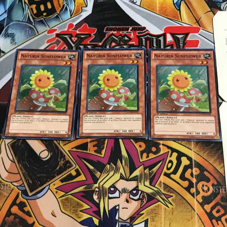 英語版 ナチュル・サンフラワー 1 スーパー 3枚セット てら