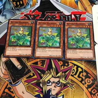 英語版 ナチュル・ラグウィード 1 スーパー 3枚セット てら