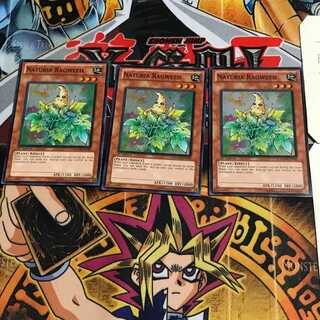 英語版 ナチュル・ラグウィード 2 スーパー 3枚セット てら