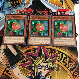 英語版 ナチュル・レディバグ 1 スーパー 3枚セット てら