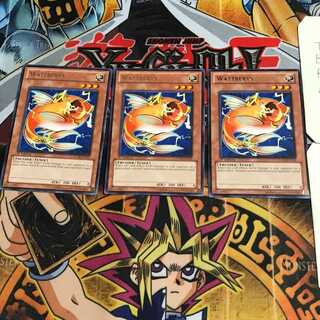 English Wattberyx STOR 2 rare, set of 3 Tera.