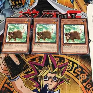 English Playful Possum DREV 2 rare, set of 3 Tera.