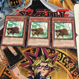 English Playful Possum DREV 4 rare, set of 3 Tera.