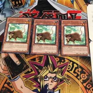 English Playful Possum DREV 7 rare, set of 3 Tera.