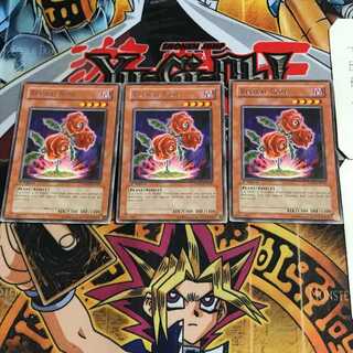 English Revival Rose TSHD 1 rare, set of 3 Tera.