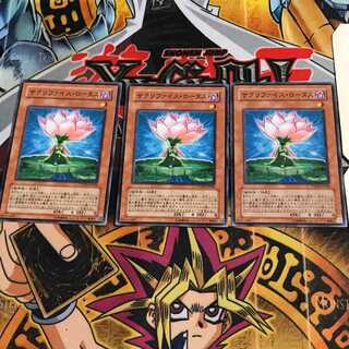 Samsara Lotus 7 Normal Set of 3 Tera