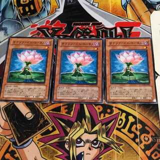 Samsara Lotus 8 Normal Set of 3 Tera