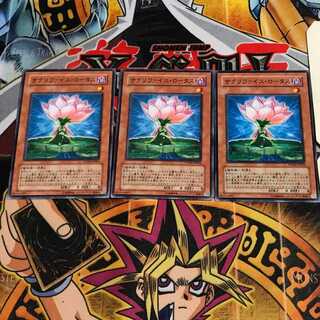 Samsara Lotus 10 Normal Set of 3 Tera