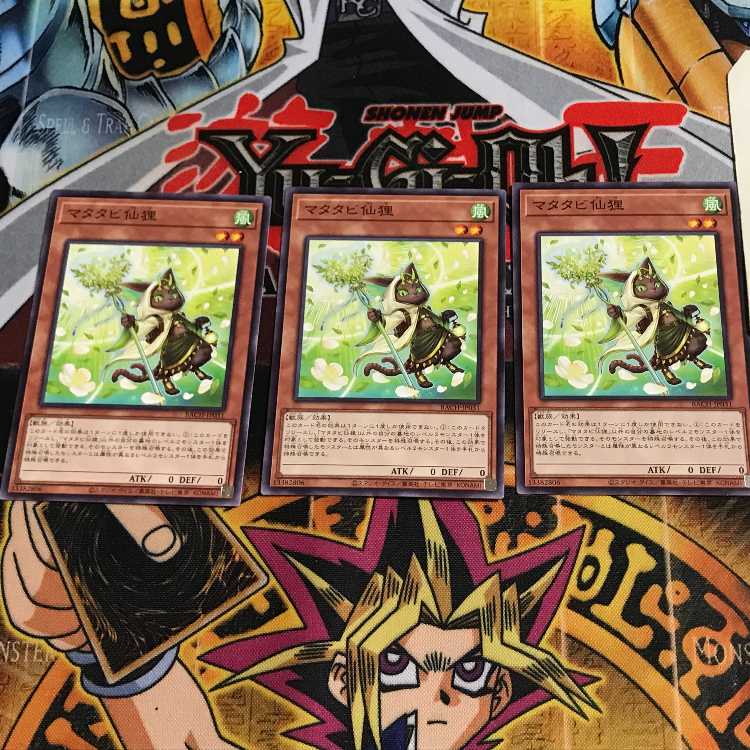 マタタビ仙狸 6 ノーマル 3枚セット てら