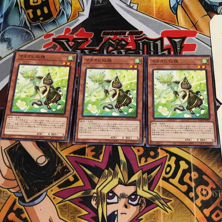 マタタビ仙狸 7 ノーマル 3枚セット てら