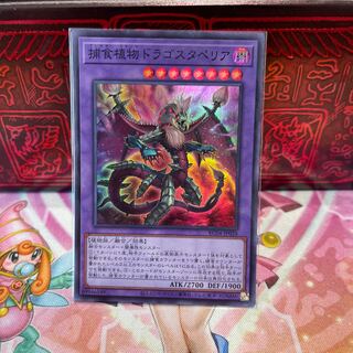 No.1828 P屋　捕食植物ドラゴスタペリア【スーパー】