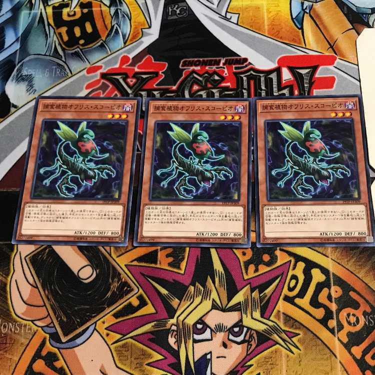 Predaplant Ophrys Scorpio 1 Normal, set of 3 Tera.