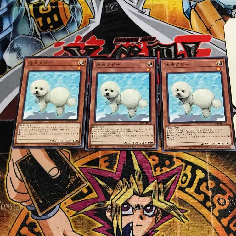 迷犬メリー 1 ノーマル 3枚セット てら