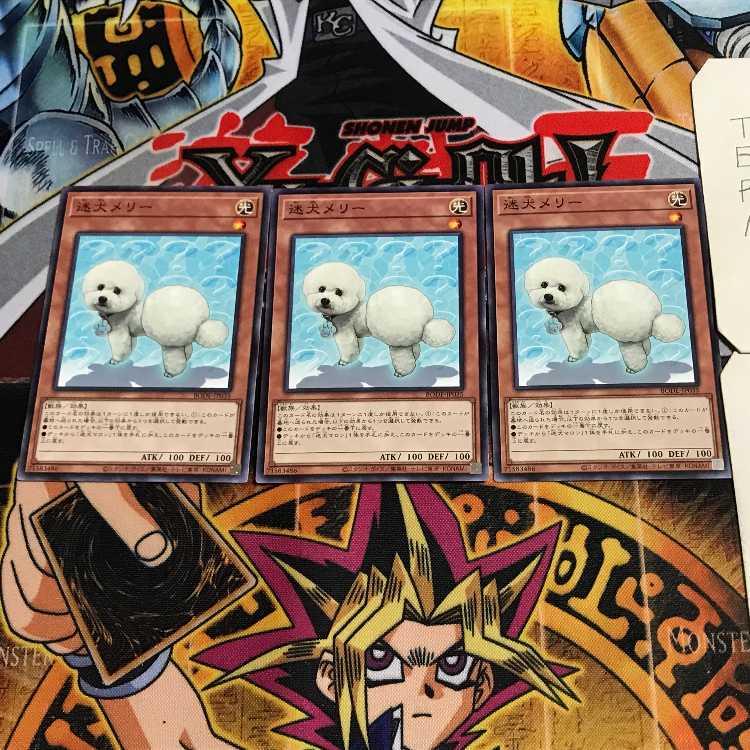 迷犬メリー 5 ノーマル 3枚セット てら