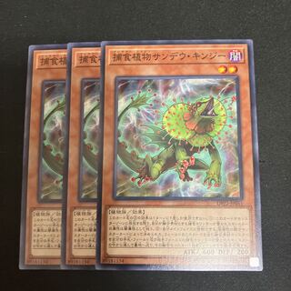 Predaplant Chlamydosundew Normal JP051 3