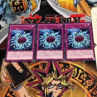 Paleozoic Dinomischus 6 rare, set of 3 Tera.