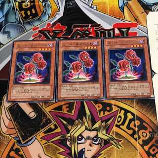 Revival Rose 9 Rare, set of 3 Tera