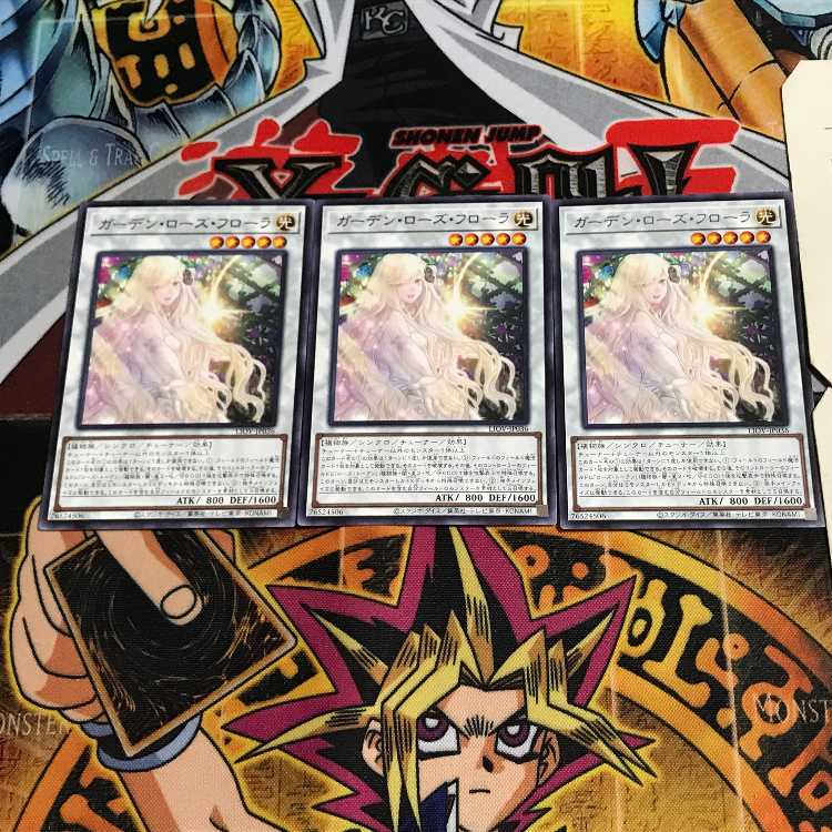 Garden Rose Flora 6 rare, set of 3 tera