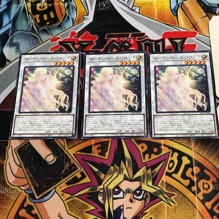 Garden Rose Flora 8 rare, set of 3 tera