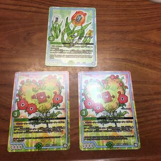 チュップⅡ  アネモⅢ