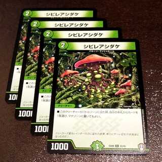 シビレアシダケ4枚005