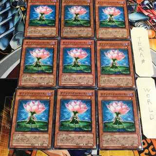 Samsara Lotus 2 Normal, set of 9 tera