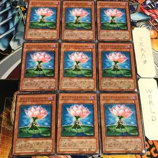 Samsara Lotus 4 Normal, set of 9 tera