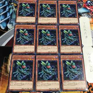 Predaplant Ophrys Scorpio 4 rare, set of 9 Tera.