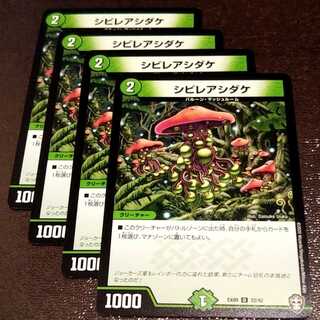 シビレアシダケ4枚001