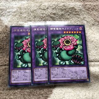 捕食植物キメラフレシア