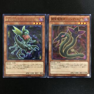 捕食植物オフリス・スコーピオ　ダーリング・コブラ　2枚