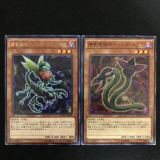 捕食植物オフリス・スコーピオ　ダーリング・コブラ　2枚