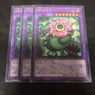 捕食植物キメラフレシア R3枚