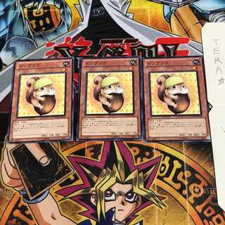 ドングリス PHSW 1 ノーマル 3枚セット てら