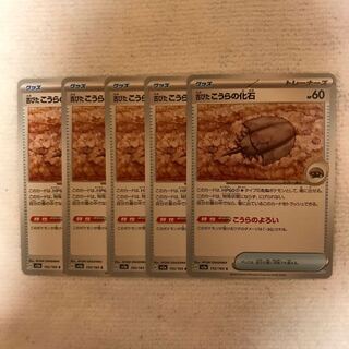 古びたこうらの化石 C 155/165