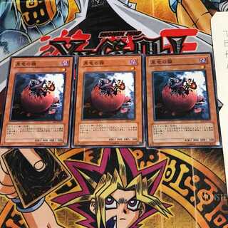 Black Dragon's Chick EE3 1 Normal, set of 3 Tera.