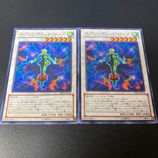 スプレンディッド・ローズ ノーマル JP146