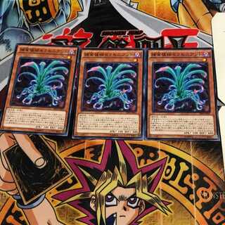 捕食植物セラセニアント SPFE 5 ノーマル 3枚セット てら