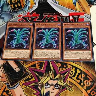 Predaplant Sarraceniant SPFE 7 Normal Set of 3 Tera