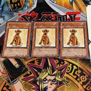 迷犬マロン 305 5 ノーマル 3枚セット てら