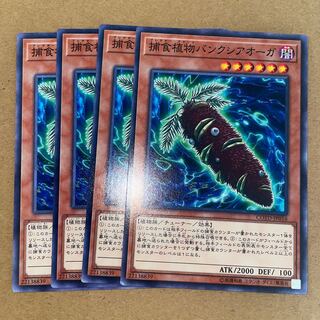 捕食植物バンクシアオーガ