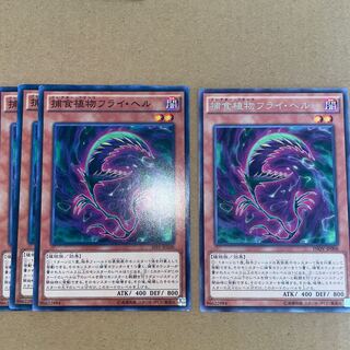 捕食植物フライ・ヘル ノーマル JP006