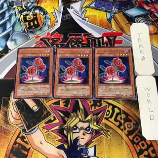 返り咲く薔薇の大輪 3 レア 3枚セット てら