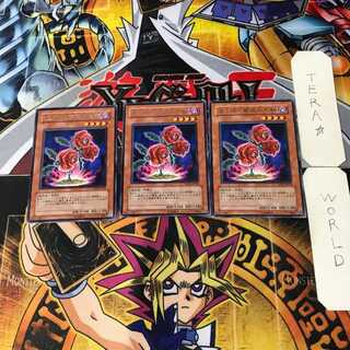 返り咲く薔薇の大輪 10 レア 3枚セット てら