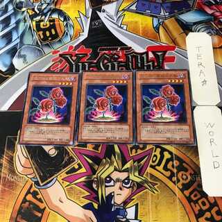 返り咲く薔薇の大輪 TSHD 1 レア 3枚セット てら