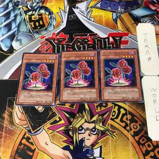 返り咲く薔薇の大輪 TSHD 3 レア 3枚セット てら