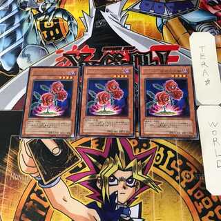 返り咲く薔薇の大輪 TSHD 5 レア 3枚セット てら