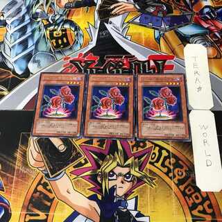 返り咲く薔薇の大輪 TSHD 12 レア 3枚セット てら