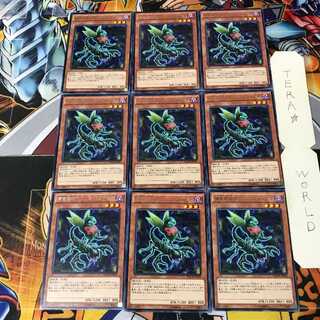 Predaplant Ophrys Scorpio 5 rare, set of 9 Tera.