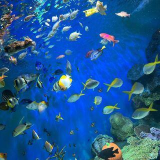 起きたら消します！ポケモン激アツオリパ